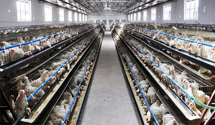 Veterinary drugs & feed